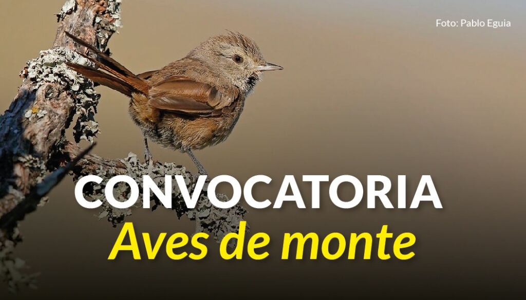 convocatoria Aves de monte