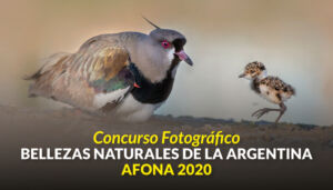 Concurso Afona 2020