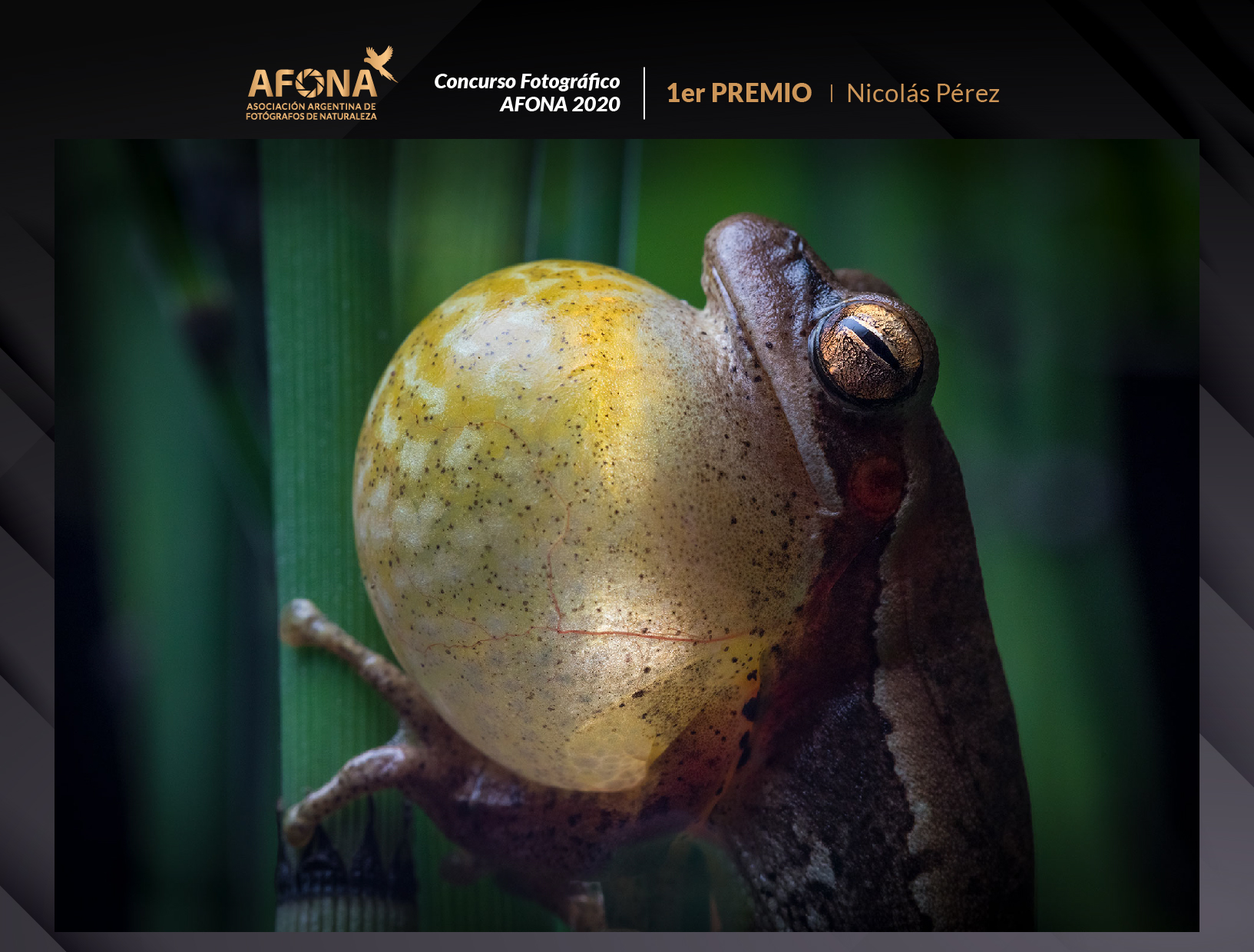 certificado_1er PREMIO I Nicolás Pérez