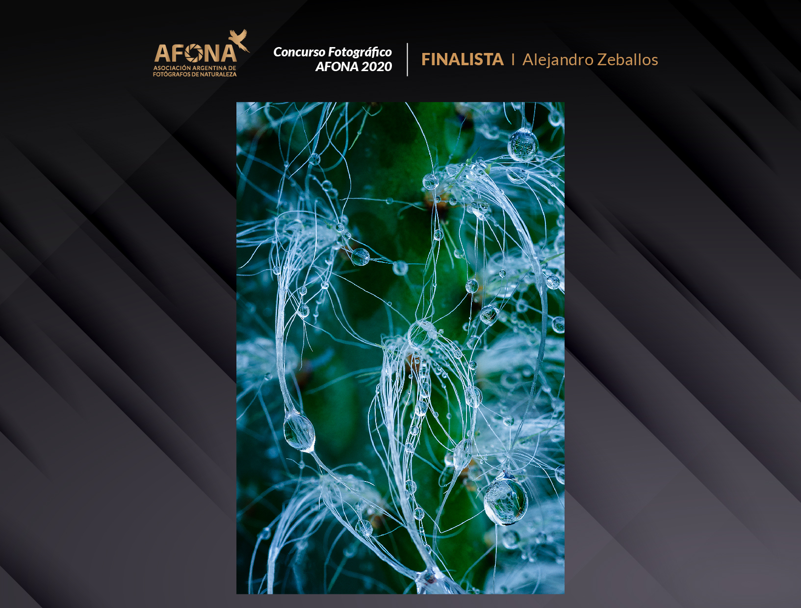 certificado_FINALISTA I Alejandro Zeballos