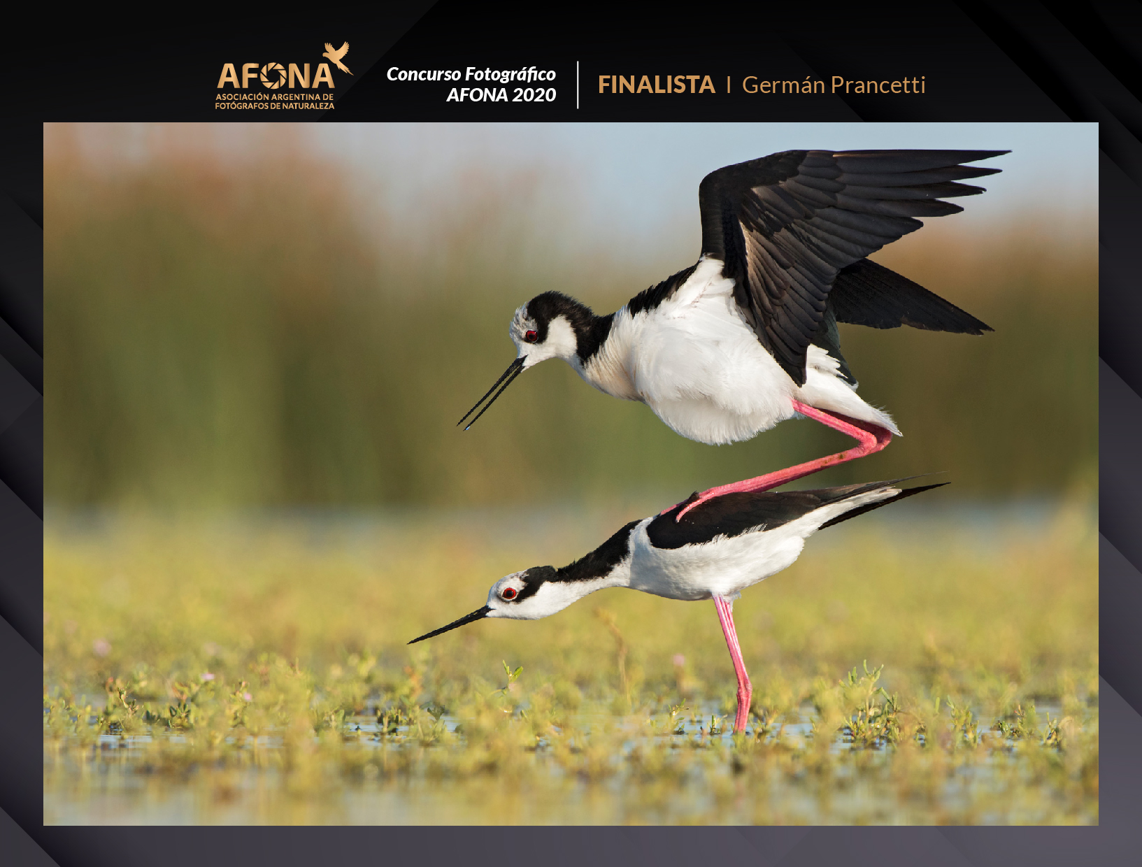 certificado_FINALISTA I Germán Prancetti-09