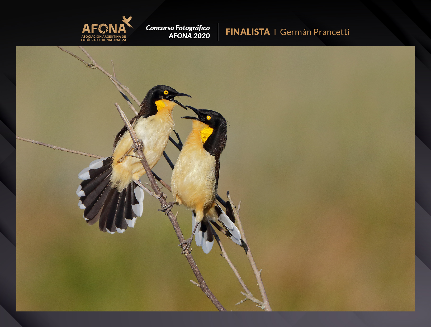 certificado_FINALISTA I Germán Prancetti-10