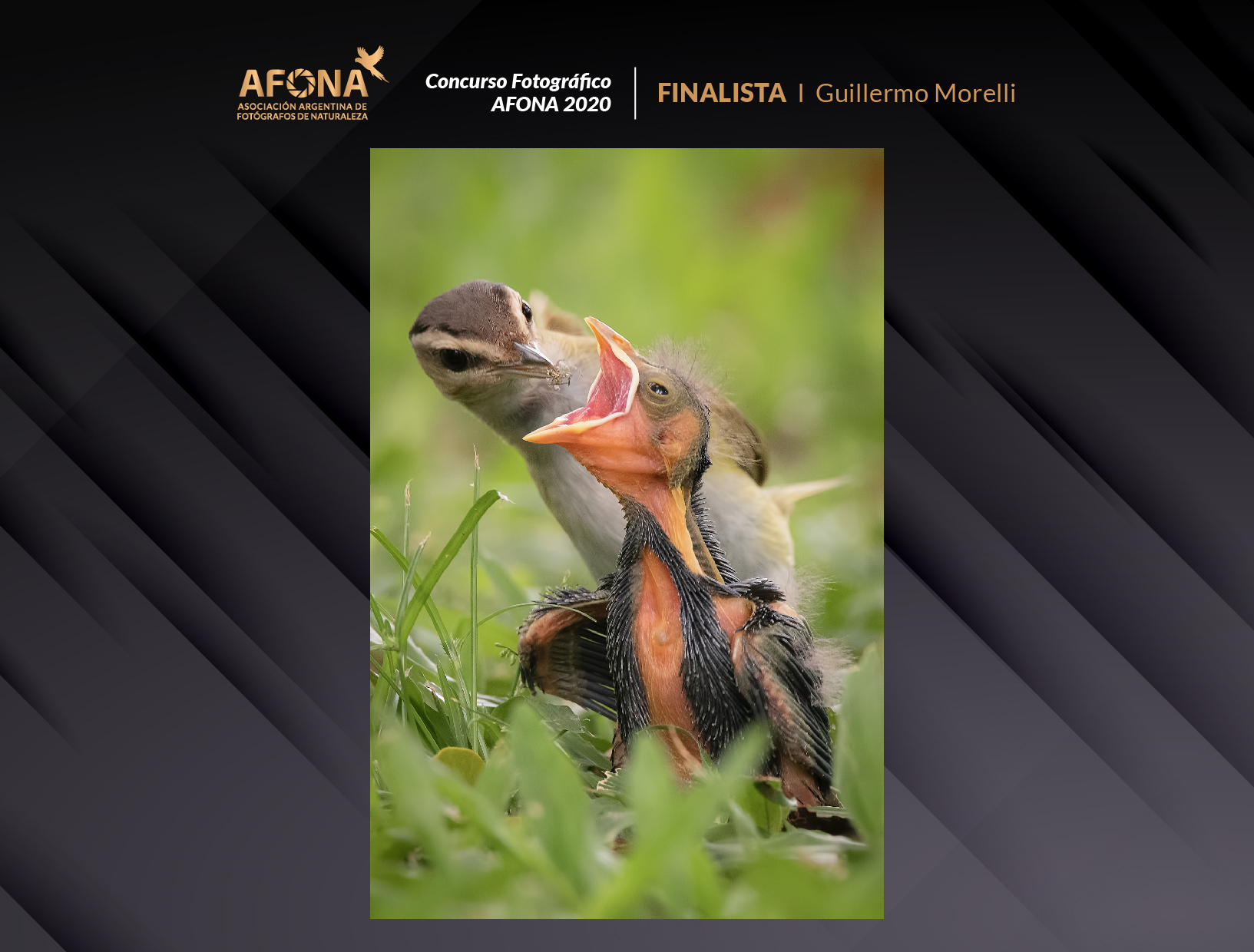 certificado_FINALISTA I Guillermo Morell