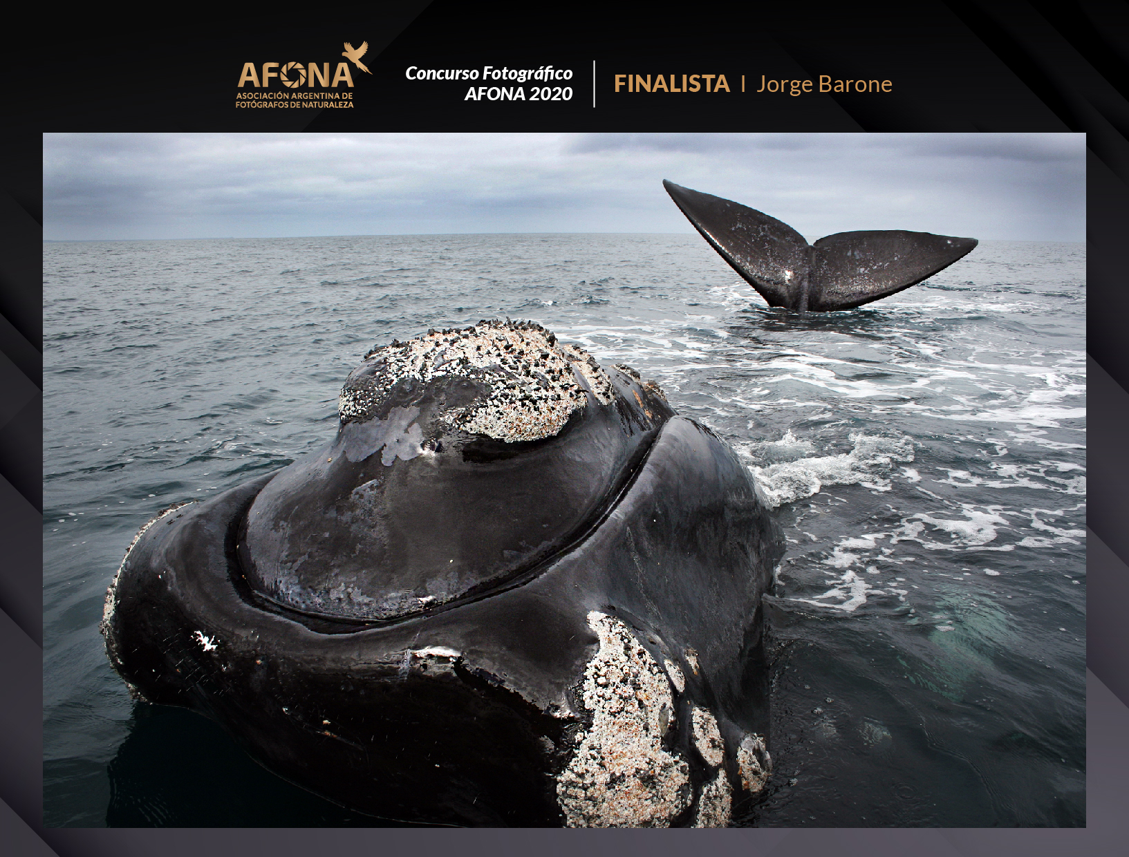 certificado_FINALISTA I Jorge Barone