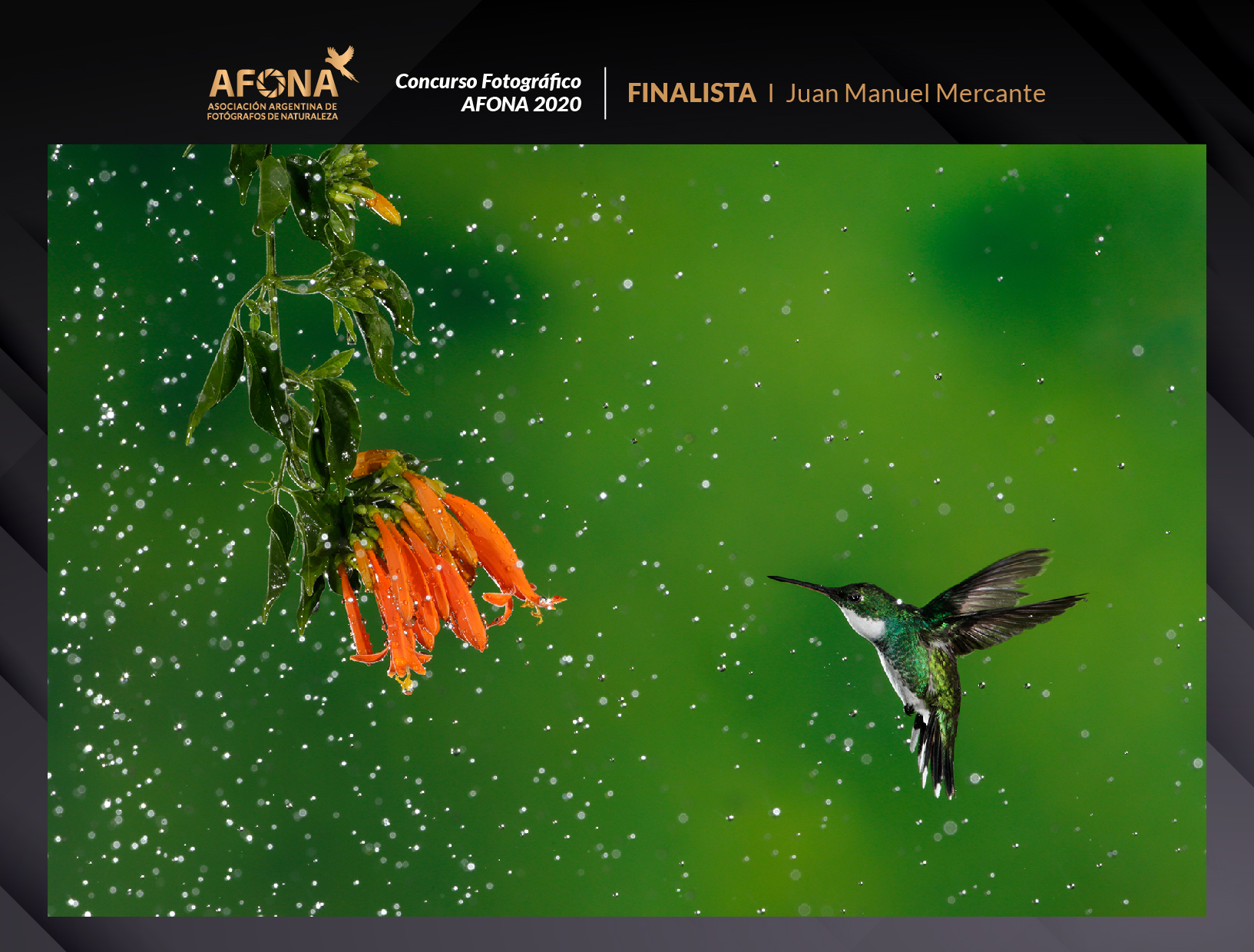 certificado_FINALISTA I Juan Manuel Mercante 2