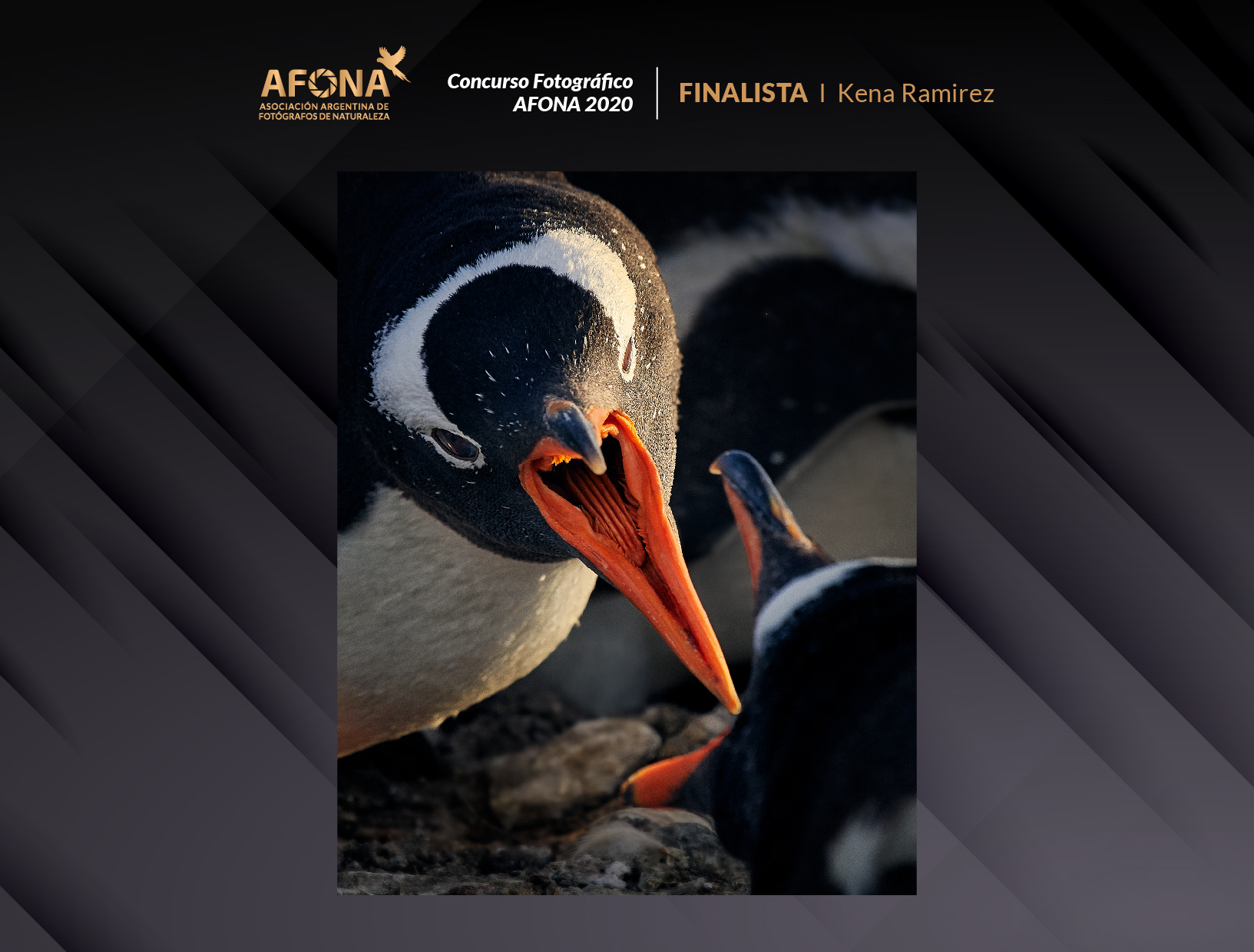 certificado_FINALISTA I Kena Ramirez-18