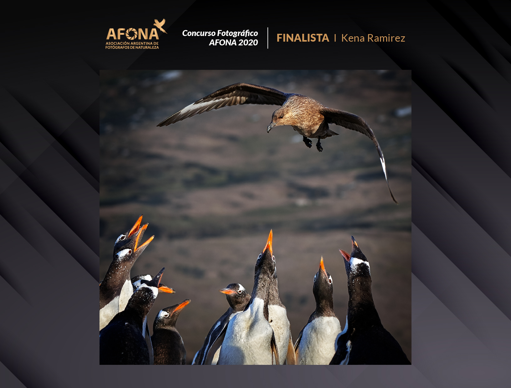 certificado_FINALISTA I Kena Ramirez-19