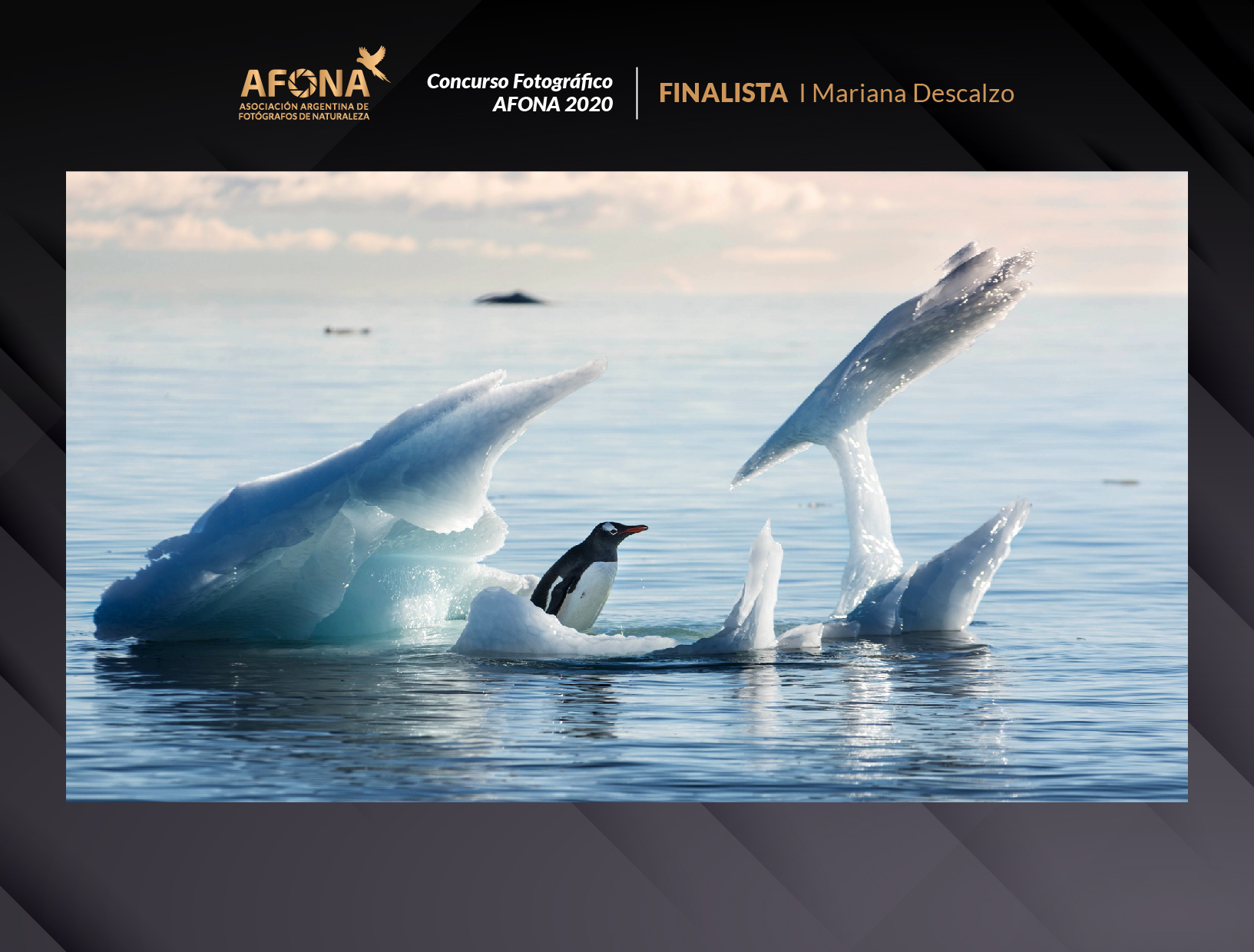 certificado_FINALISTA I Mariana Descalzo