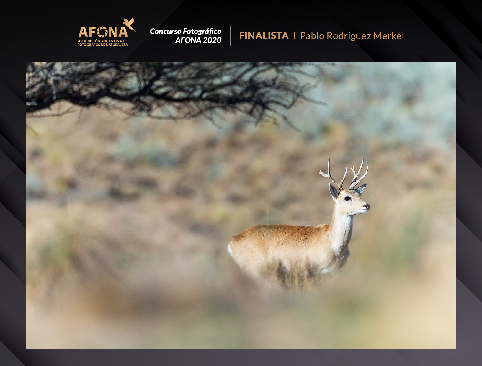 certificado_FINALISTA I Pablo Rodriguez Merkel