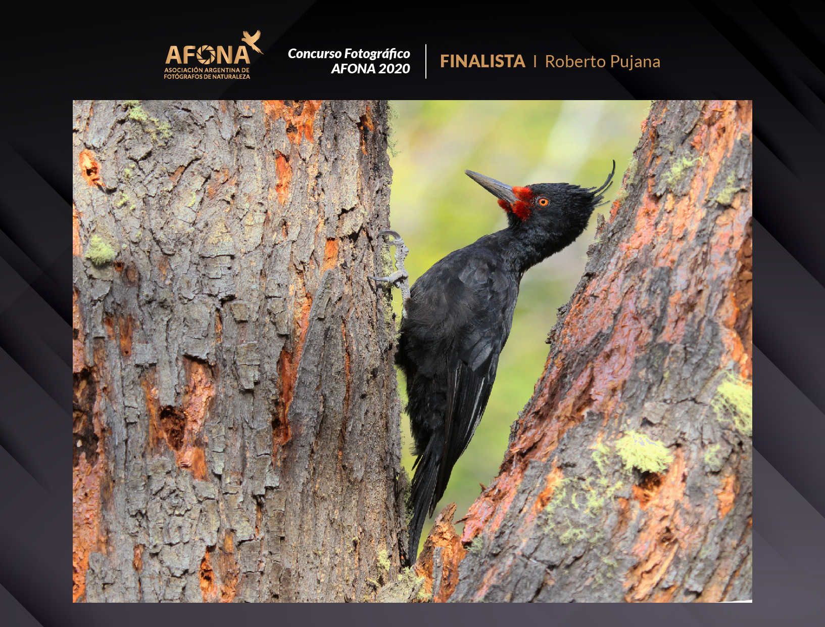 certificado_FINALISTA I Roberto Pujana