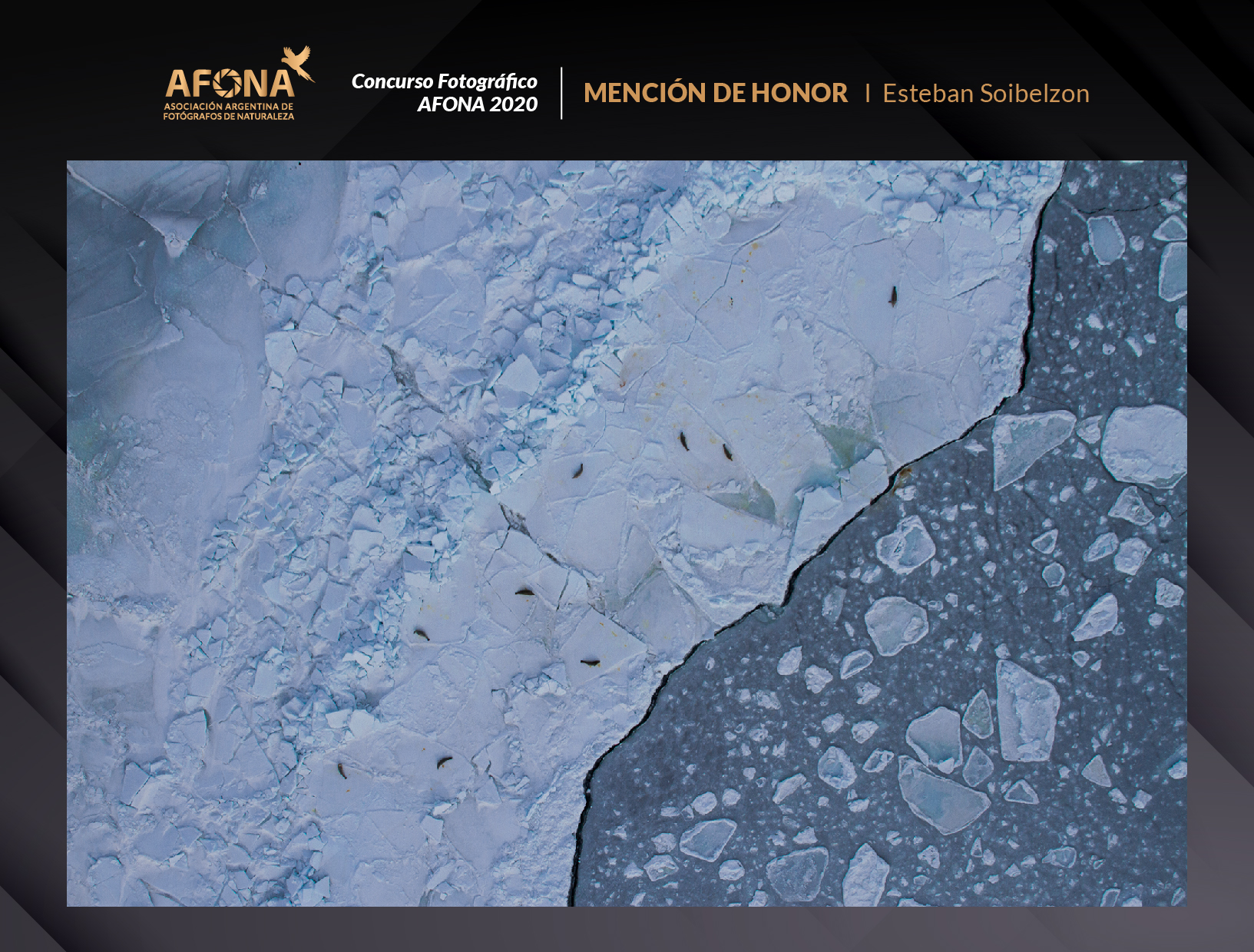 certificado_MENCIÓN DE HONOR I Esteban Soibelzon