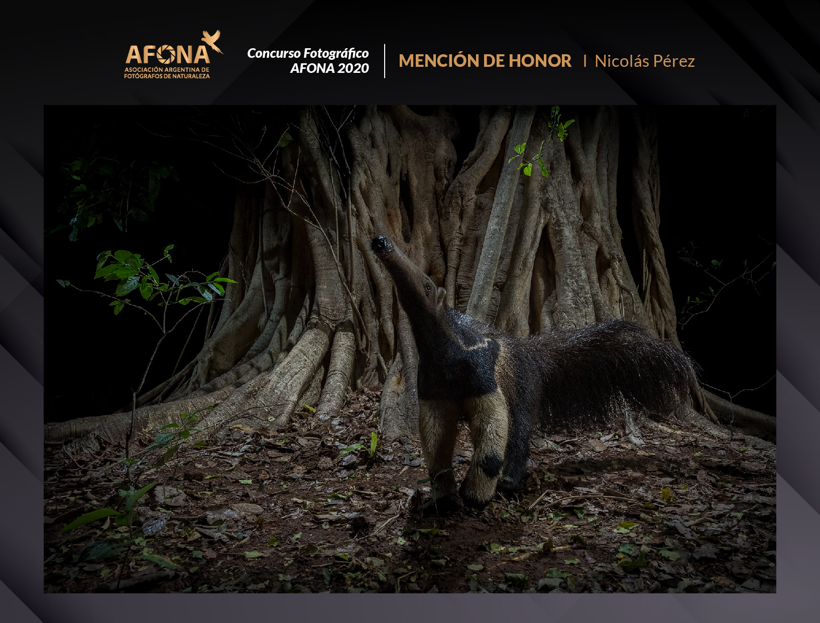 certificado_MENCIÓN DE HONOR I Nicolas Perez