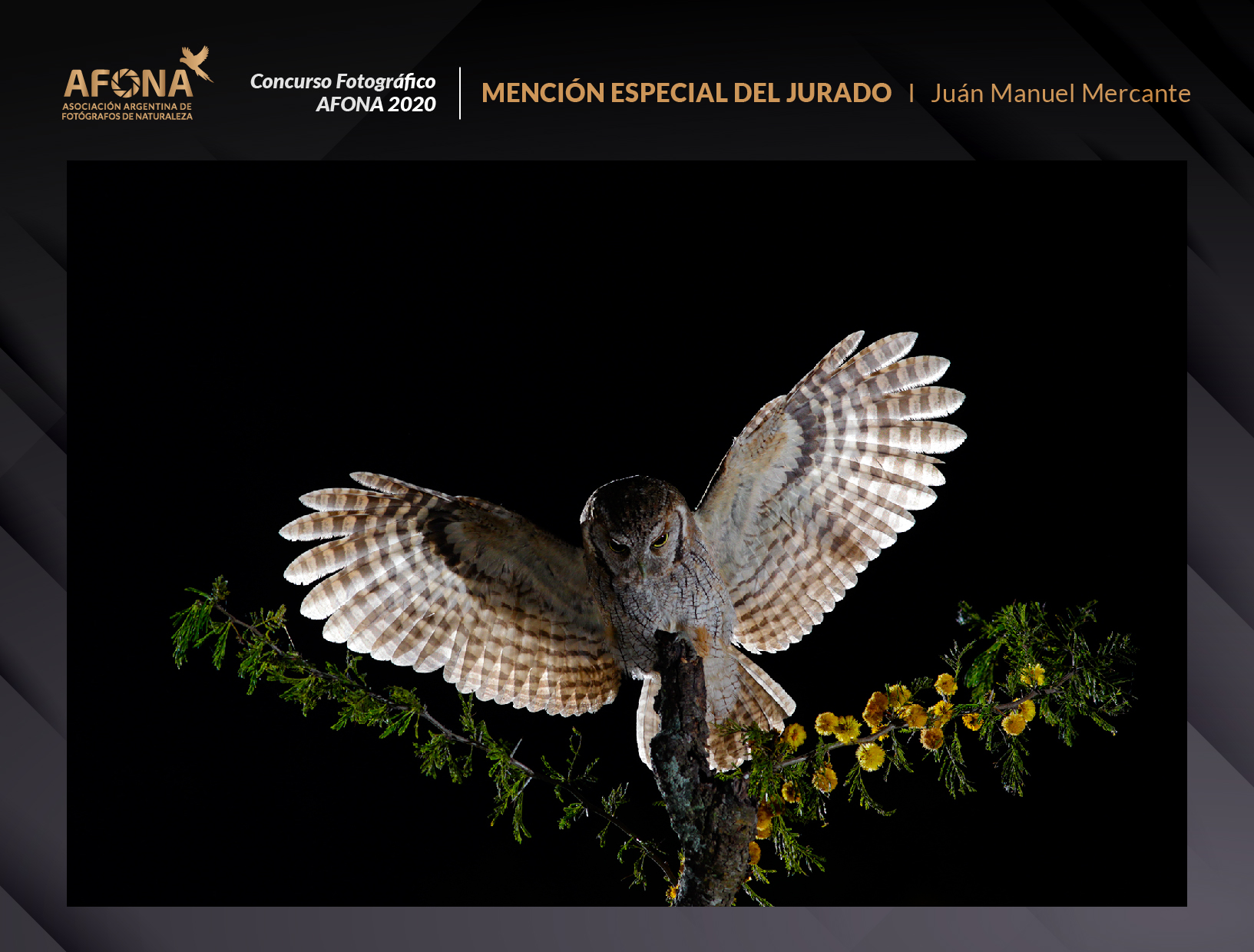 certificado_MENCIÓN ESPECIAL DEL JURADO I Juán Manuel Mercante