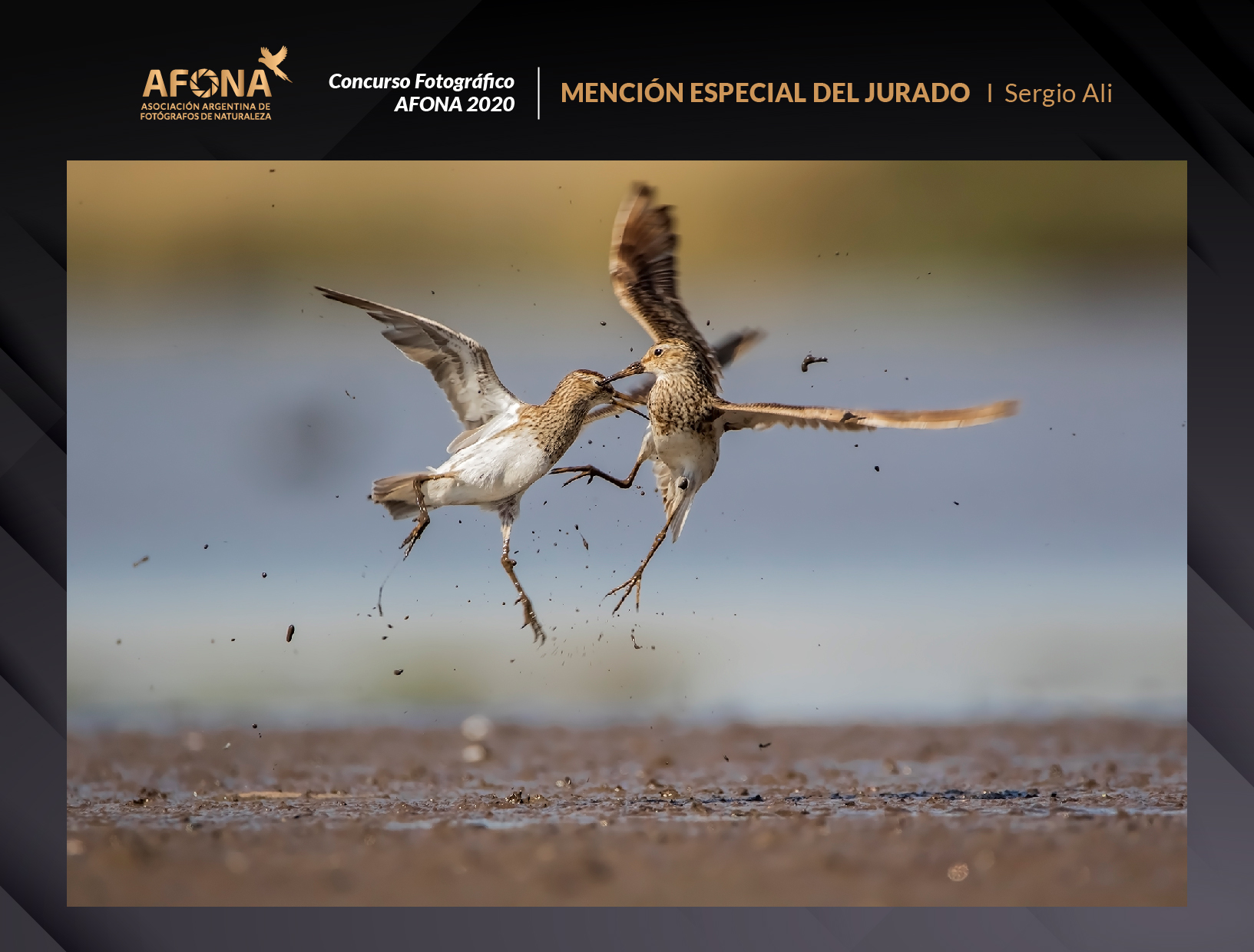 certificado_MENCIÓN ESPECIAL DEL JURADO I Sergio Ali