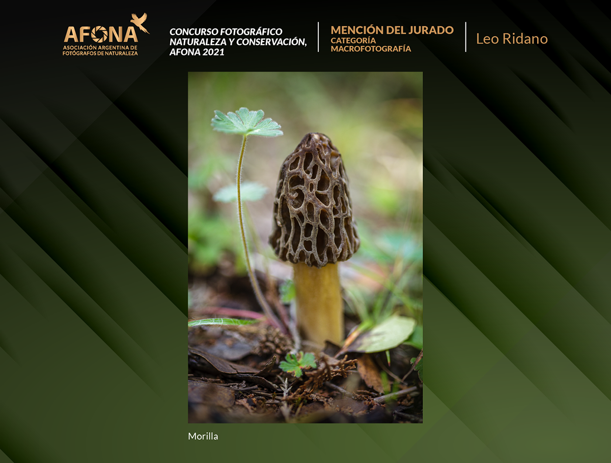 certificado 2021 horizontales_MENCION Andrés Ruggeri copia(1)