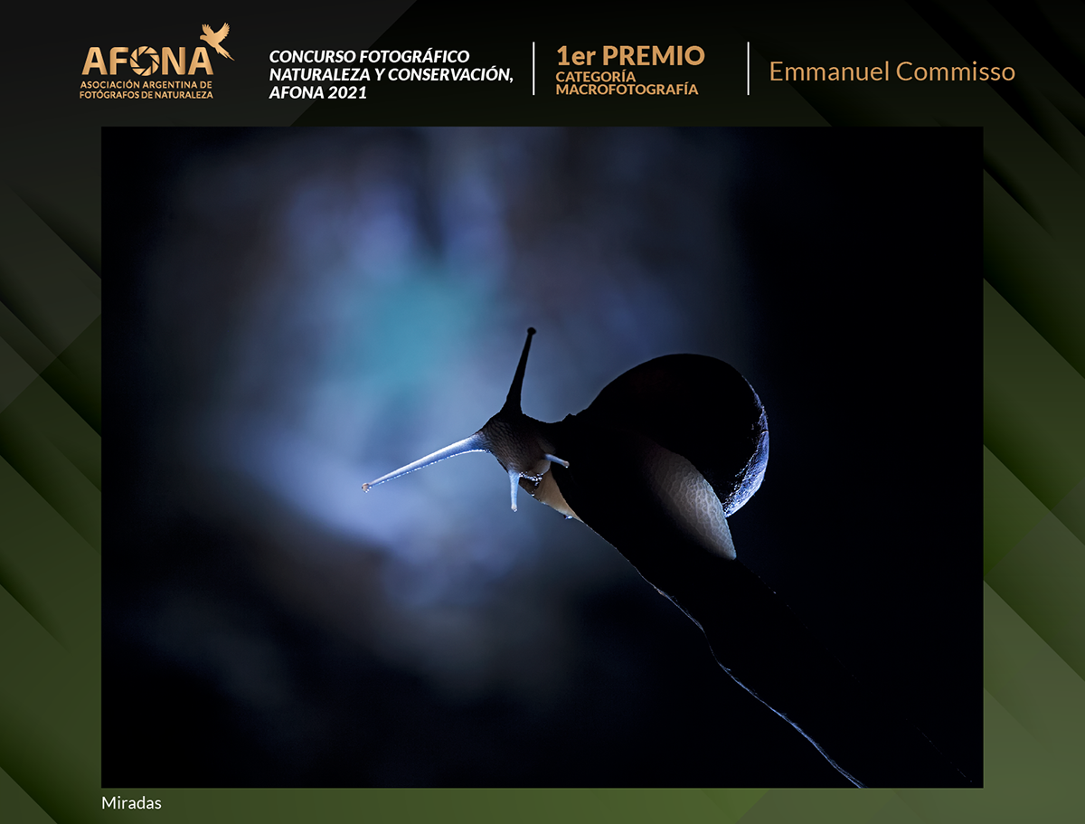 certificado 2021_1er PREMIO Emmanuel Commisso