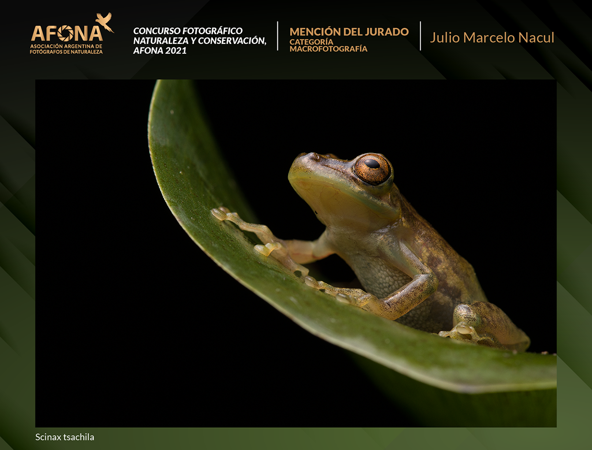 certificado 2021_MENCION Julio Marcelo Nacul