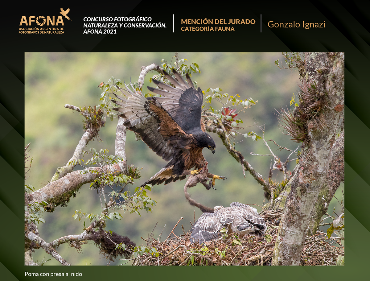 certificado 2021_Mencion Gonzalo Ignazi