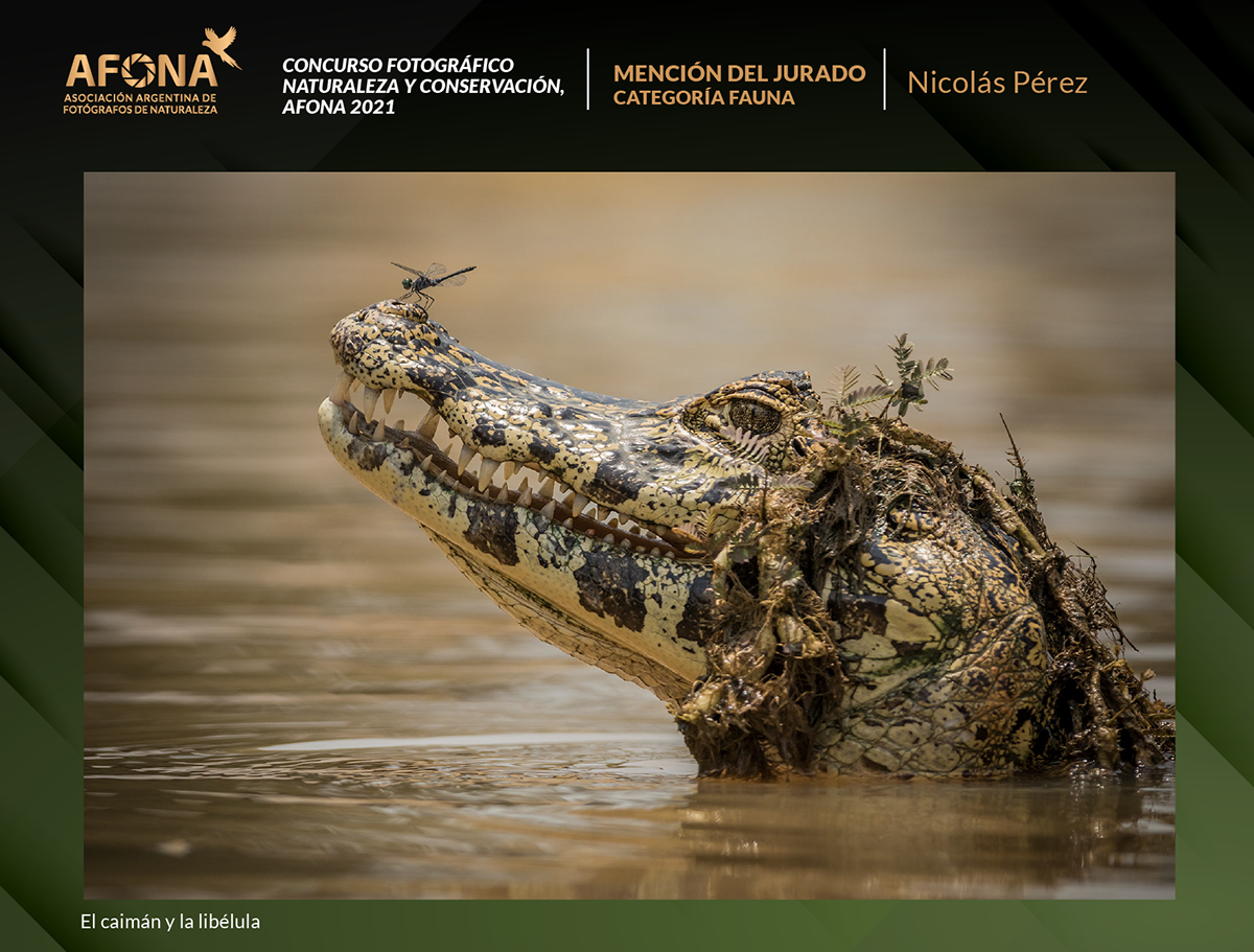 certificado 2021_Mencion Nicolás Pérez