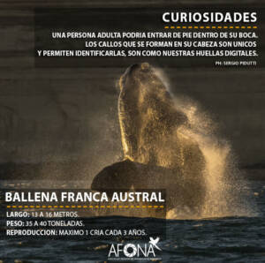 BALLENA FRANCA