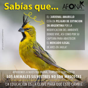 CARDENAL AMARILLO