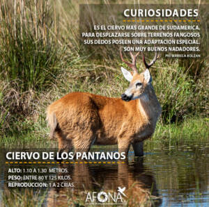 CIREVOS DE LOS PANTANOS