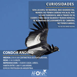 CONDOR