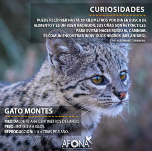 GATO MONTES