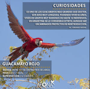 GUACAMAYO ROJO