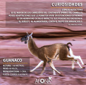 GUANACO