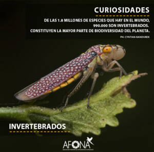 INVERTEBRADOS