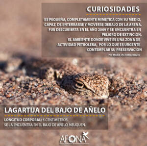 LAGARTIJA DE BAJO AÑELO