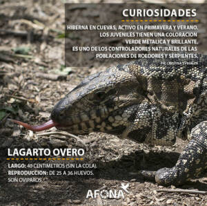LAGARTO OVERO