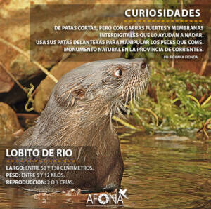 LOBITO DE RIO