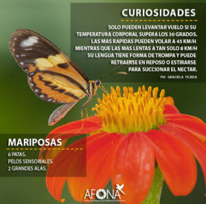 MARIPOSAS