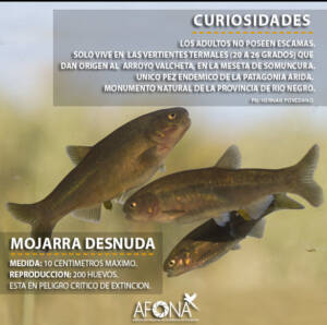 MOJARRA DESNUDA