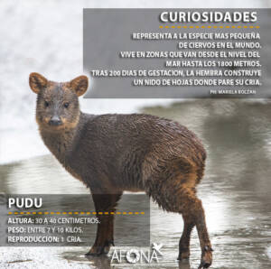 PUDU