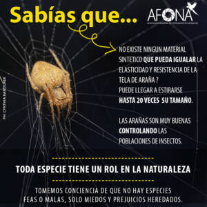 TELARAÑA