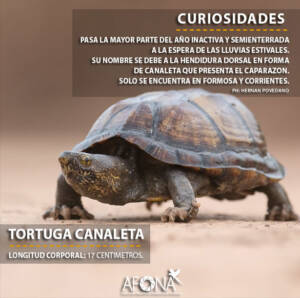 TORTUGA CANALETA