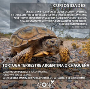 TORTUGA TERRESTRE