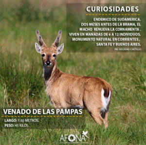 VENADO DE LAS PAMPAS