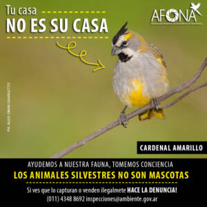 cardenal amarillo