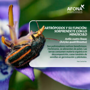 placas artropodos-05