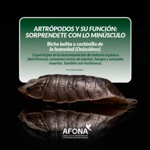 placas artropodos-06 OK