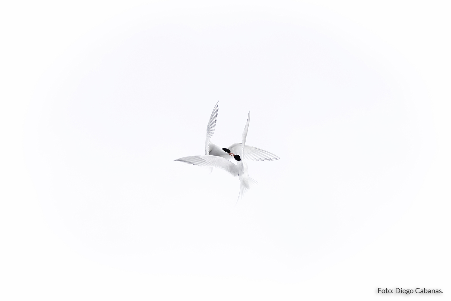 CREATIVA_Diego-Cabanas