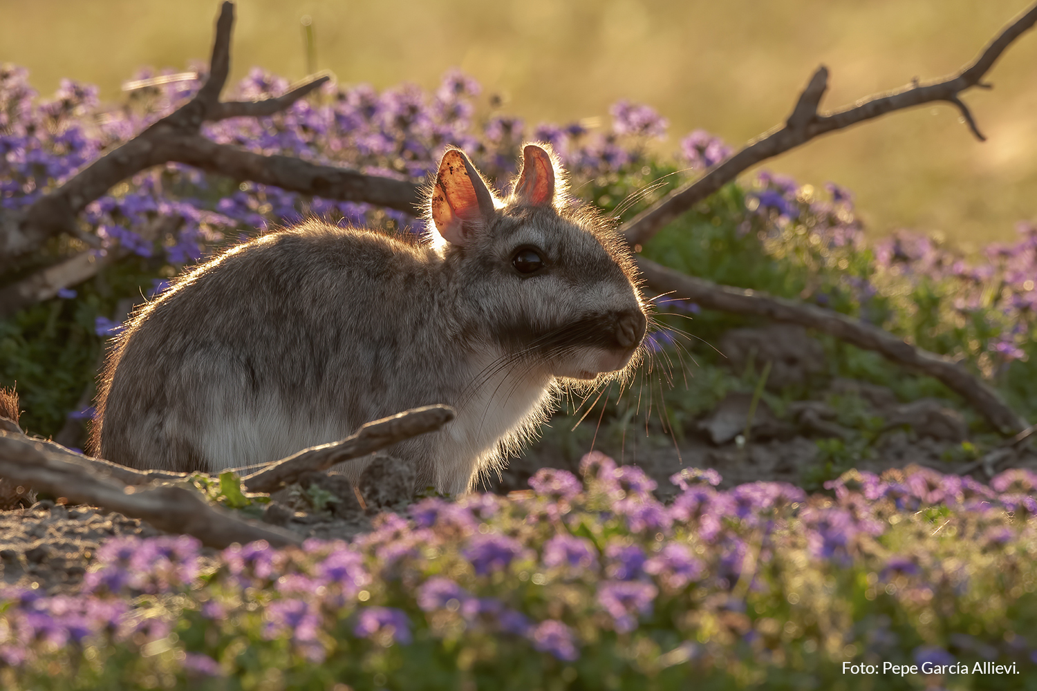 FAUNA_Pepe_Garcia_Allievi