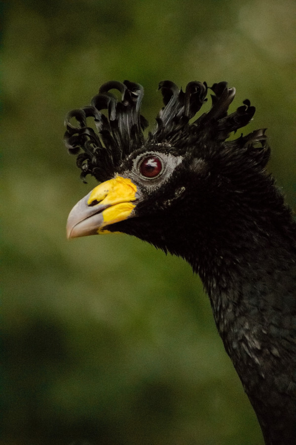 moitúes.reintroducción2021-11