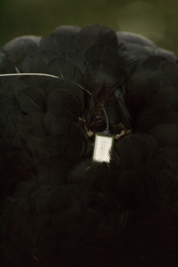 moitúes.reintroducción2021-12