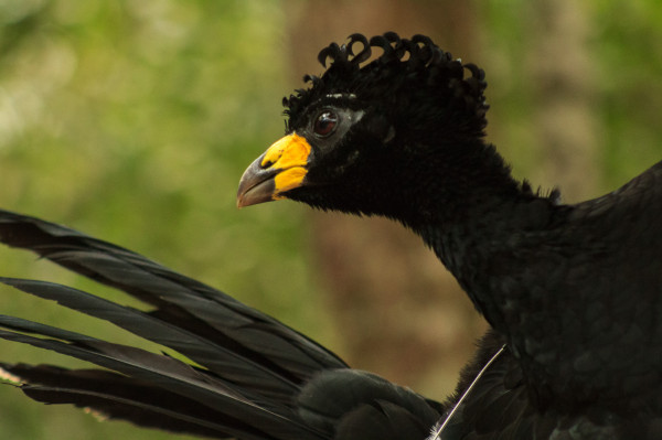 moitúes.reintroducción2021-13