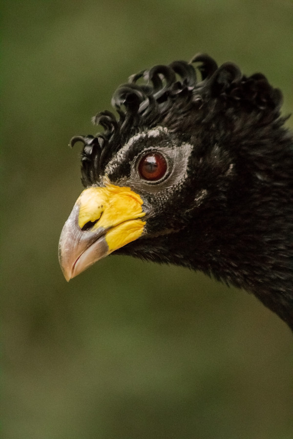 moitúes.reintroducción2021-6